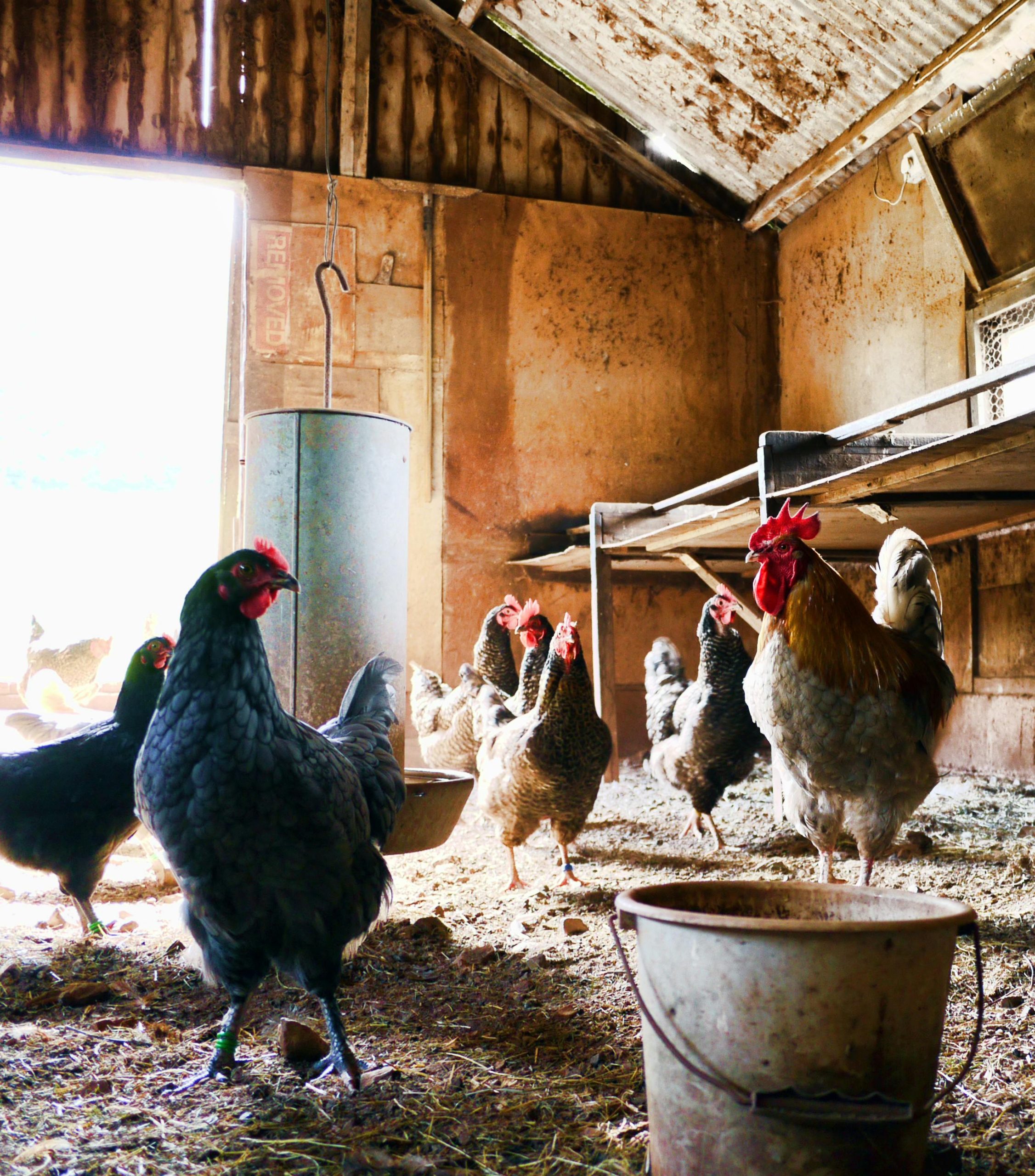 Imagen de gallinas en un granero